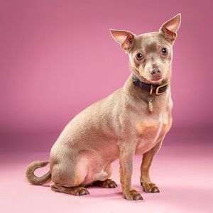 Meet your Posher, Lindsay